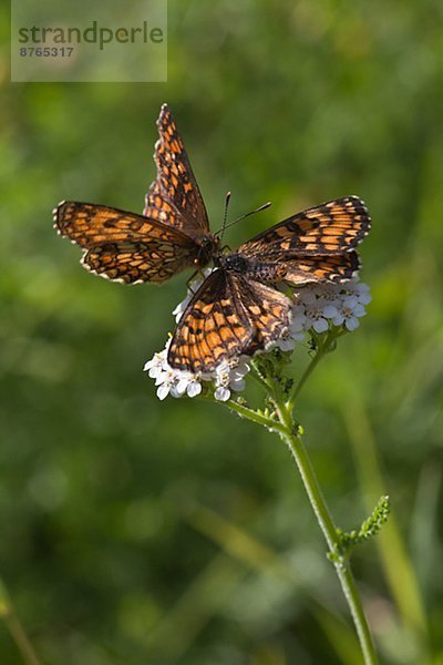 Blume  Schmetterling  hocken - Tier  2  Heide  Schweden