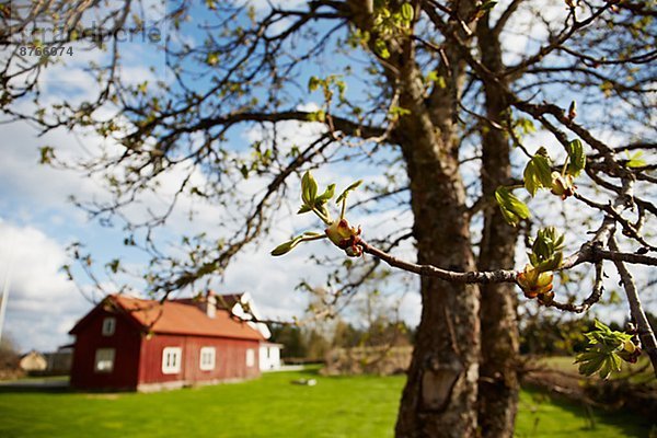 Wohnhaus Baum Hintergrund Holz Västergötland Schweden