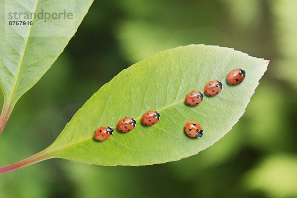 Marienkäfer  der sich auf dem Blatt von der Masse abhebt