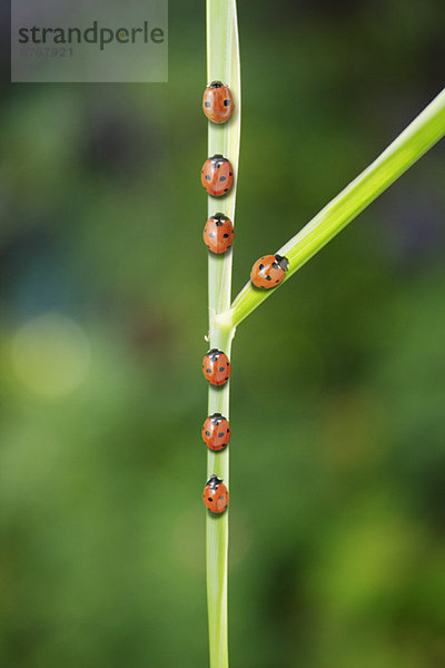 Marienkäfer auf der Straße auf dem Blatt