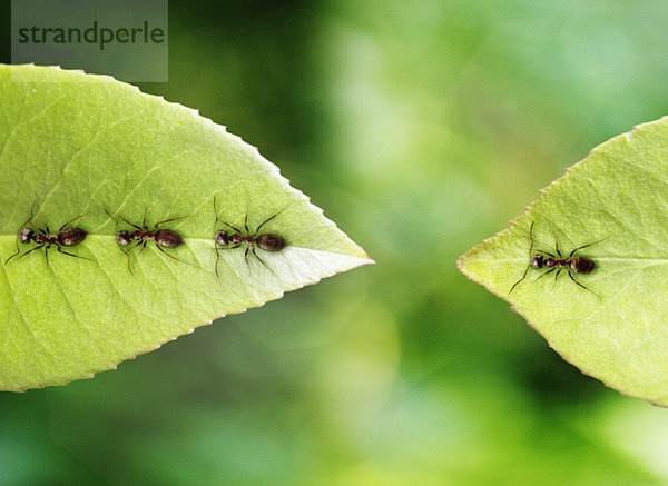 Ameise auf Blatt gestrandet