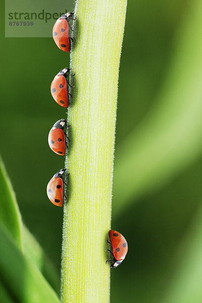 Marienkäfer  der sich auf dem Blatt von der Masse abhebt