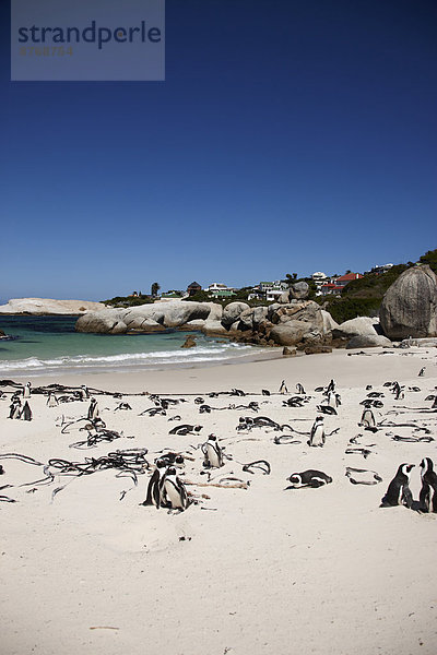 South Africa  Simonstown  Black-footed penguins
