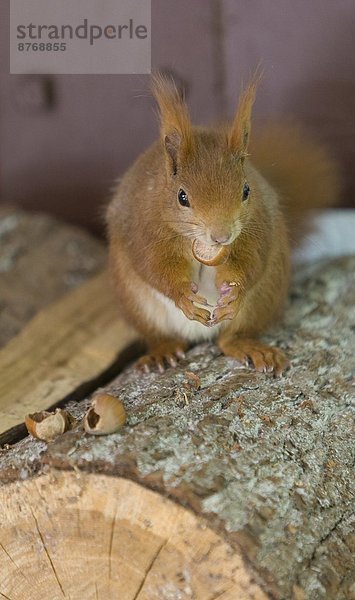 Deutschland  Hessen  Eichhörnchen auf Baumstamm sitzend  Nüsse essend