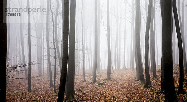 Germany  Hesse  fog in the nature park Taunus