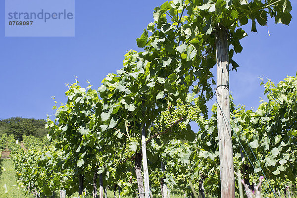 Germany  Rhineland-Palatinate  Leutesdorf  Grape vine