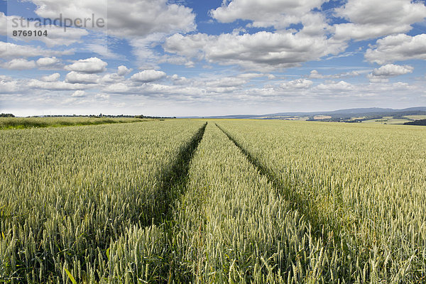 Germany  Tire tracks in wheat field