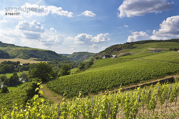 Germany  Rhineland-Palatinate  Vineyards at Nahe valley near Schlossboeckelheim