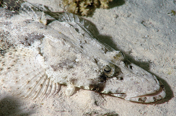 Teppich-Krokodilsfisch oder Teppich-Krokodilfisch (Papilloculiceps longiceps)  Rotes Meer  Ägypten