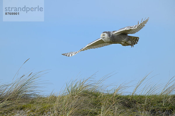 Schnee-Eule (Bubo scandiacus)  Weibchen im Flug über eine Düne im Wintergebiet  Vlieland  Westfriesische Inseln  Nordholland  Niederlande