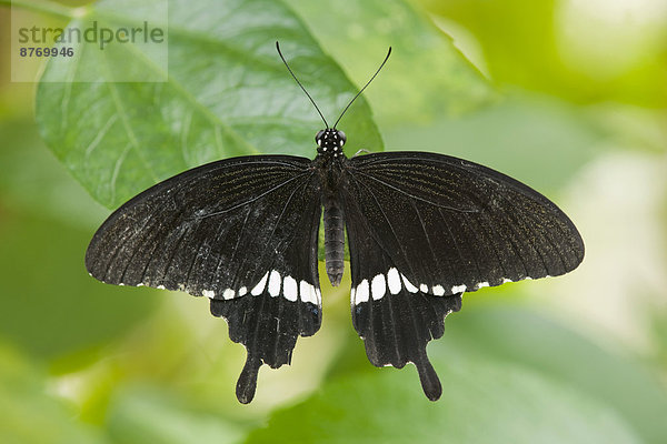 Kleiner Mormone (Papilio polytes)  captive  Thüringen  Deutschland