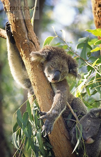 Koala und Jungtier auf einem Ast  Magnetic Island  Australien