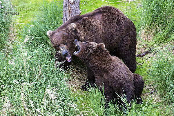 USA  Alaska  Katmai Nationalpark  Braunbären (Ursus arctos) Paarung