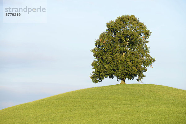 Linde Baum Hügel grün Limette Schweiz Kanton Zug