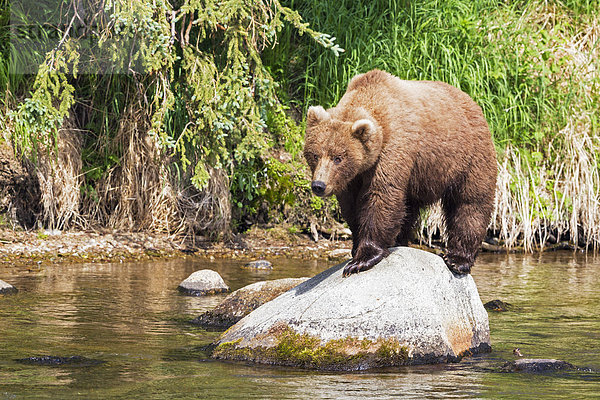 USA  Alaska  Katmai Nationalpark  Braunbär (Ursus arctos) bei Brooks Falls  Futtersuche