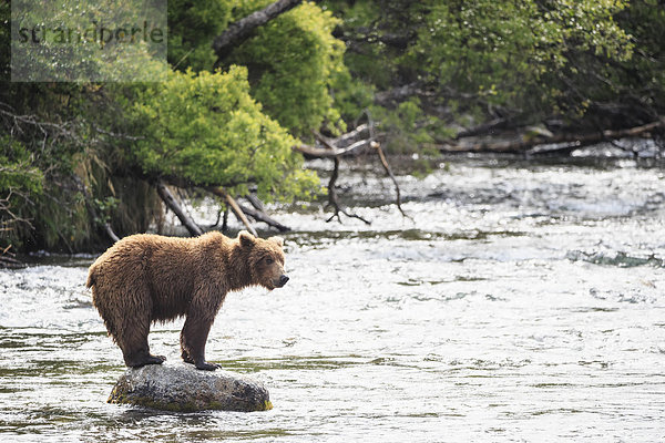 USA  Alaska  Katmai Nationalpark  Braunbär (Ursus arctos) bei Brooks Falls  Futtersuche