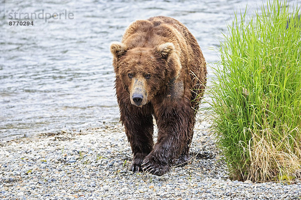 USA  Alaska  Katmai Nationalpark  Braunbär (Ursus arctos) an den Brooks Falls  Spaziergang