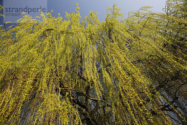 Trauerweide (Salix babylonica)  herabhängende Zweige im Frühling  Nordrhein-Westfalen  Deutschland