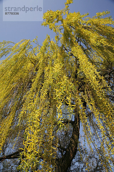 Trauerweide (Salix babylonica)  herabhängende Zweige im Frühling  Nordrhein-Westfalen  Deutschland