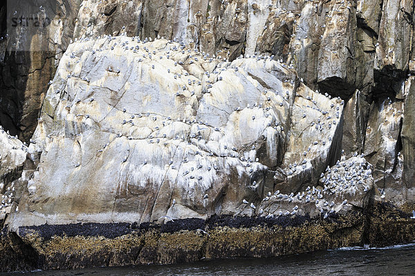 USA  Alaska  Seward  Resurrection Bay  Blick auf eine große Gruppe von schwarzbeinigen Kittiwake (Rissa tridactyla) auf einem Felsen.