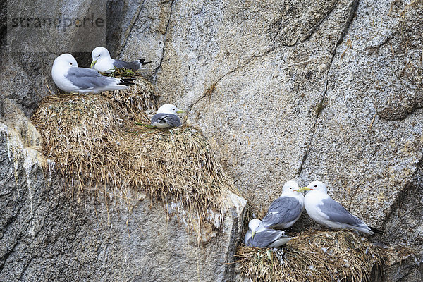 USA  Alaska  Seward  Resurrection Bay  Blick auf sechs schwarzbeinige Kittiwake (Rissa tridactyla)  die auf einem Felsen brüten.