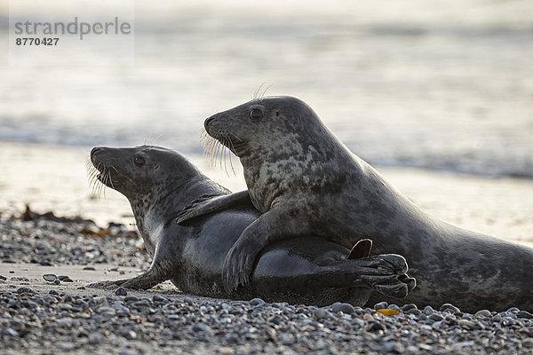 Deutschland  Helgoland  Grey Seals (Halichoerus grypus) beim Spielen