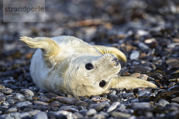Deutschland  Helgoland  Düneninsel  Seehund (Halichoerus grypus) am Kiesstrand liegend