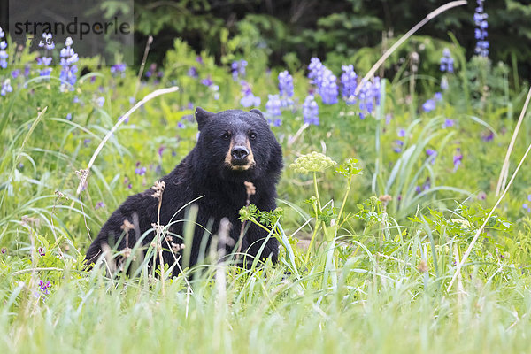 USA  Alaska  Lake Clark Nationalpark und Preserve  Schwarzbär im Gras sitzend