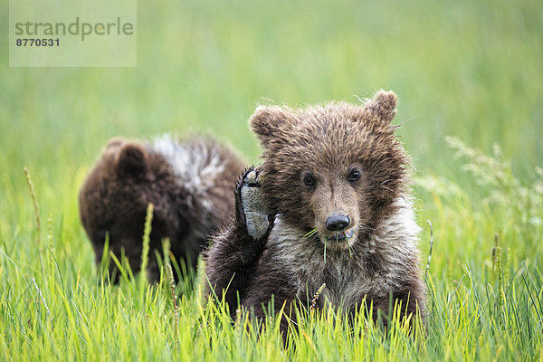 USA  Alaska  Lake Clark National Park and Preserve  Braunbärenkinder (Ursus arctos)