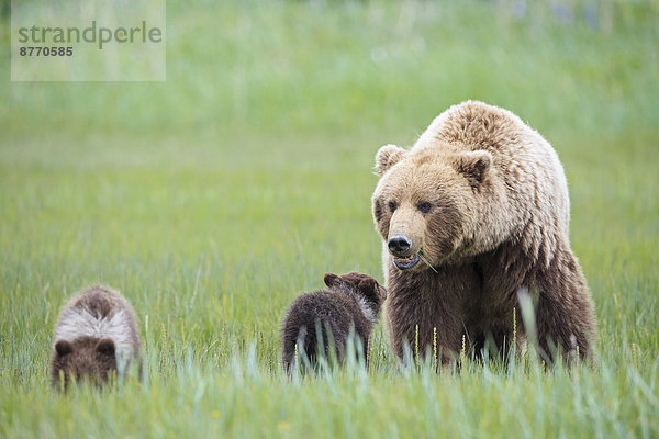 USA  Alaska  Lake Clark Nationalpark und Preserve  Braunbär mit Jungen