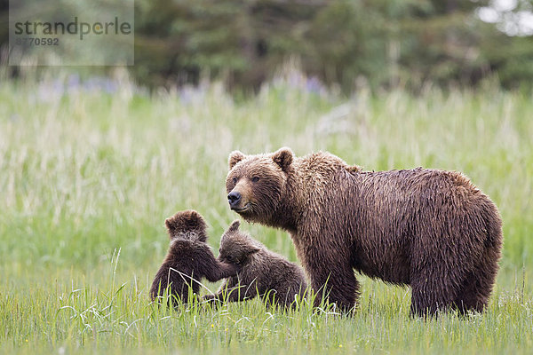 USA  Alaska  Lake Clark Nationalpark und Preserve  Braunbär mit Jungen