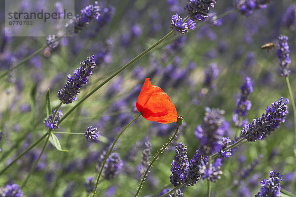 Deutschland  Nordrhein-Westfalen  Maismohn (Papaver rhoeas) und Lavendel (Lavendula)