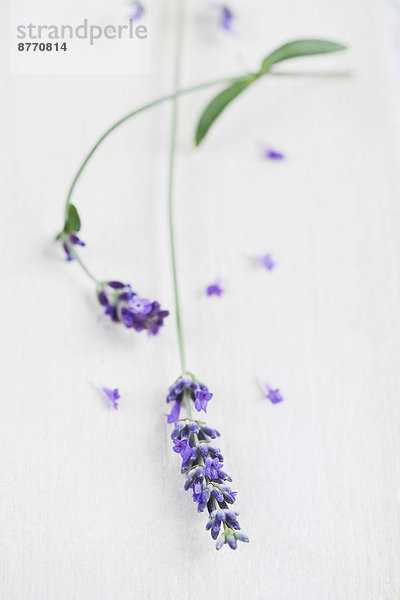 Lavendel (Lavendula) auf weißem Grund  Nahaufnahme