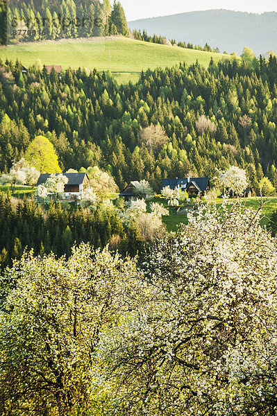 Österreich  Steiermark  Weststeiermark  Deutschlandsberg  Bauernhäuser in blühender Landschaft