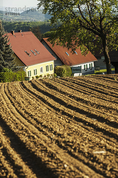 Österreich  Steiermark  Weststeiermark  Deutschlandsberg  Feld im Frühjahr  zwei Wohnhäuser im Hintergrund