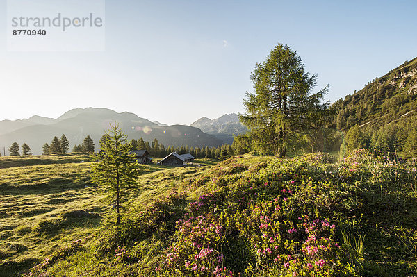 Österreich  Salzburger Land  Untertauern  Pongau  Alm und Alpenrosen (Rhododendron hirsutum)