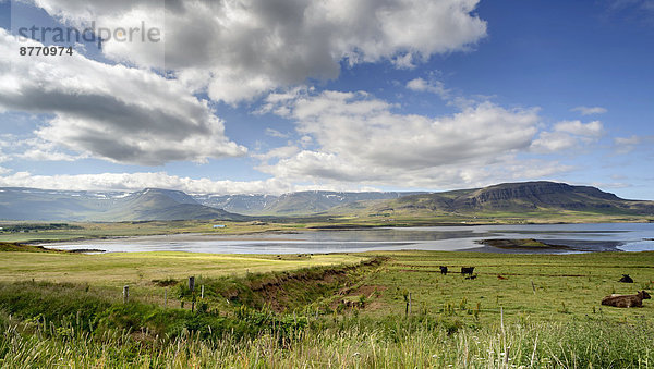 Island  Akranes  Ocen Bay und Psture mit Kühen