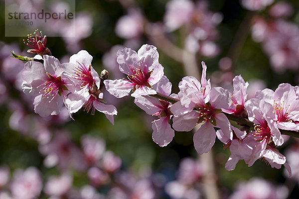 Mandelblüte  Blüten vom Mandelbaum (Prunus dulcis)  Mallorca  Balearen  Spanien