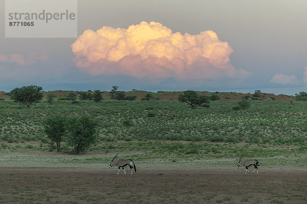 Erleuchtete Wolke über dem Auob-Tal mit Oryx-Antilopen (Oryx gazella)  Mata Mata  Kgalagadi-Transfrontier-Nationalpark  Südafrika