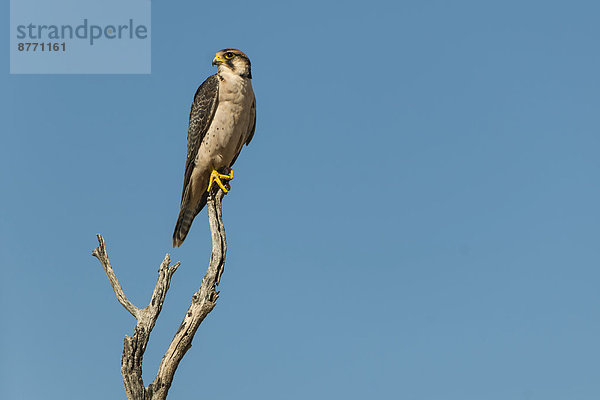 Lanner oder Lannerfalke (Falco biarmicus)  Kgalagadi-Transfrontier-Nationalpark  Nordkap  Südafrika