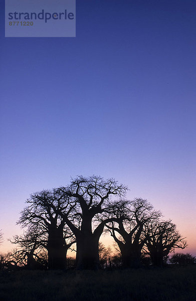 Die sogenannten Baines Baobabs (Adansonia digitata)  Nxai-Pan-Nationalpark  Ngamiland  Botswana