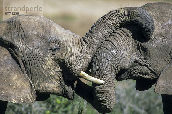 Afrikanische Elefanten (Loxodonta africana)  Sozialverhalten  Berührungen an Rüssel und Kopf  Namutoni  Etosha-Nationalpark  Namibia