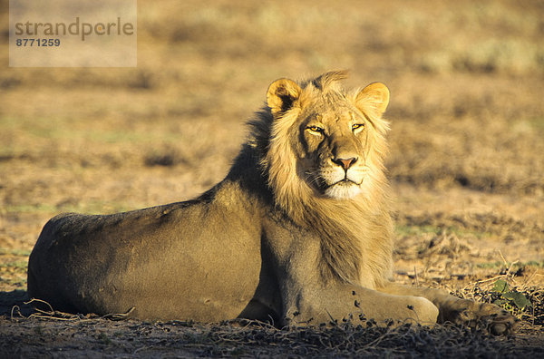 Löwe (Panthera leo) im Morgenlicht  Kgalagadi-Transfrontier-Nationalpark  Nordkap  Südafrika