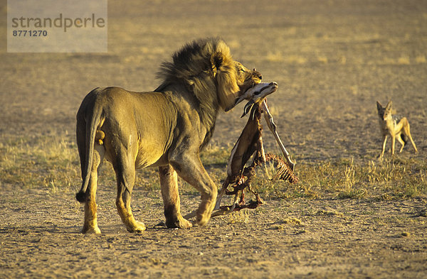 Männlicher Löwe (Panthera leo) mit Beute  Kgalagadi-Transfrontier-Nationalpark  Nordkap  Südafrika