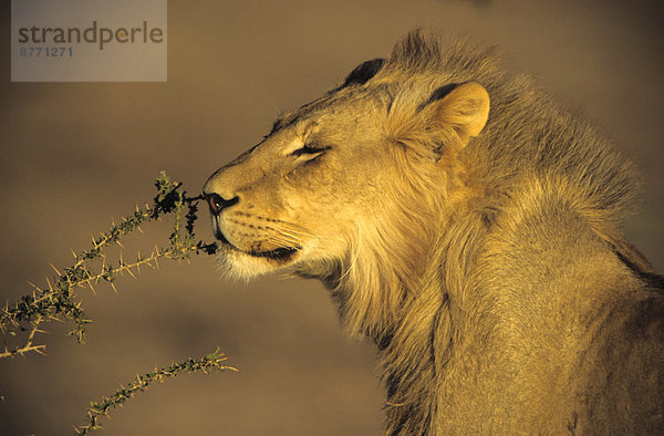 Männlicher Löwe (Panthera leo) nimmt an einem Zweig Witterung  Kgalagadi-Transfrontier-Nationalpark  Nordkap  Südafrika