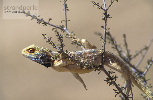 Südliche Felsenagame  Knobel's Agame (Agama atra)  Männchen  Kgalagadi-Transfrontier-Nationalpark  Nordkap  Südafrika