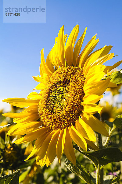 Deutschland  Stuhlingen  Sonnenblumen im Feld