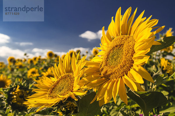 Deutschland  Stuhlingen  Sonnenblumen im Feld