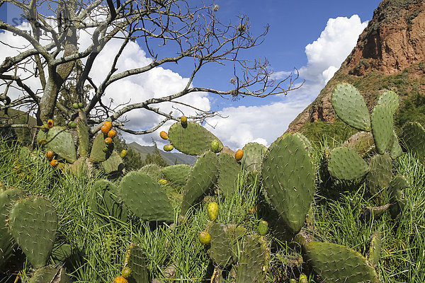 Südamerika  Peru  Cusco  Anden  Opuntia