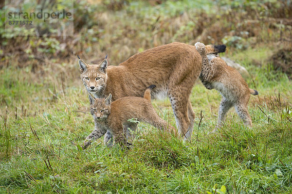 Eurasischer Luchs (Lynx lynx)  Muttertier und Jungtiere  captive  Niedersachsen  Deutschland